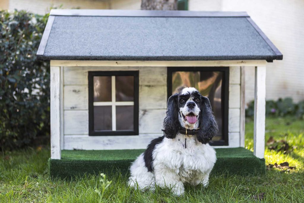 come-pulire-la-cuccia-del-cane