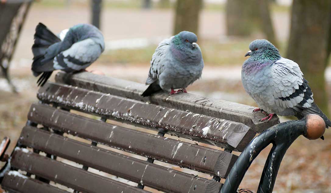 come-pulire-guano-di-piccione