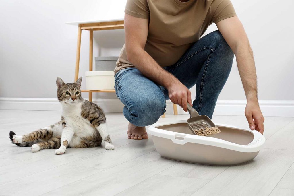 Pulire la pipì del gatto lettiera