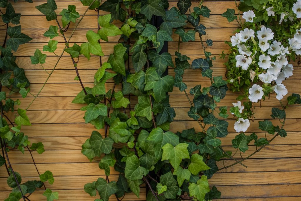 come abbellire un muro di cemento in giardino