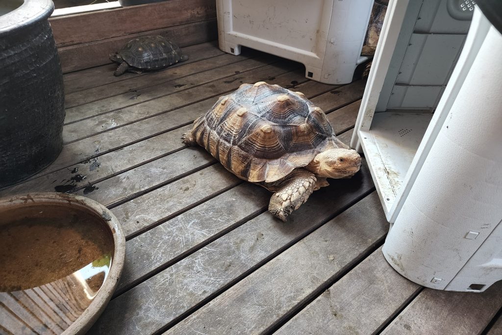 casetta tartarughe di terra