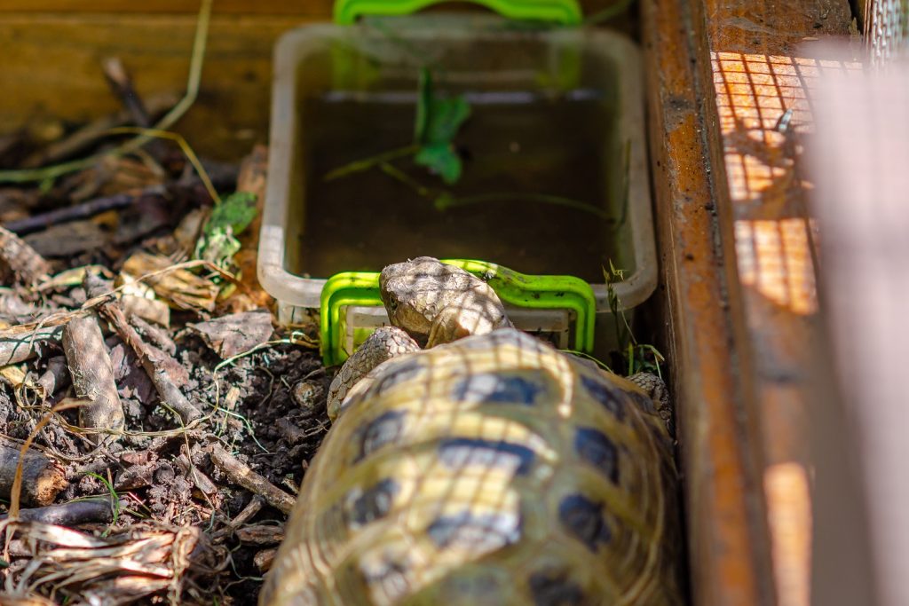 tartaruga beve acqua nel terrario